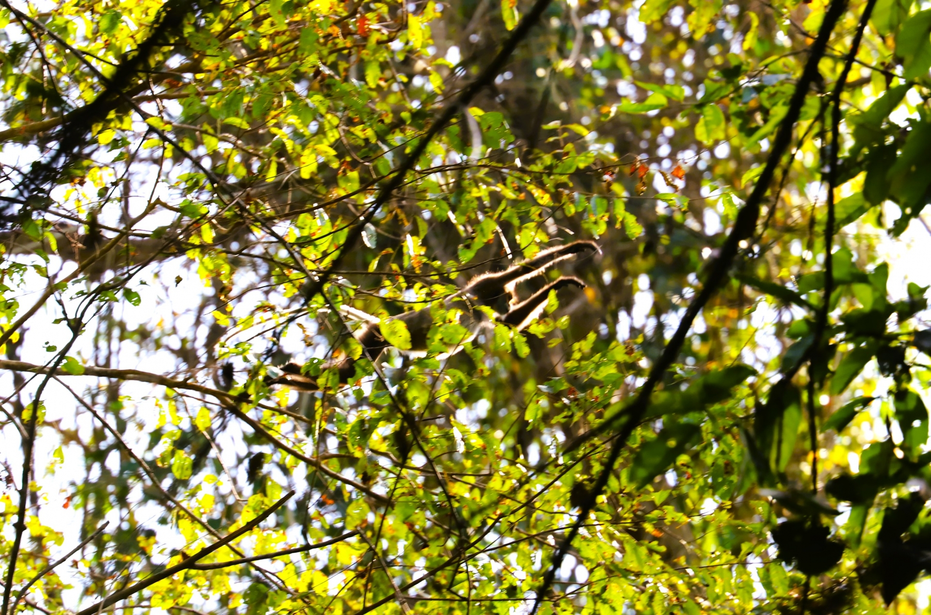 Hình ảnh vọoc chà vá chân đen - một loài linh trưởng quý hiếm trong Sách đỏ được phóng vi ghi lại khi tham gia chuyến trải nghiệm đi bộ xuyên rừng tại VQG Cát Tiên