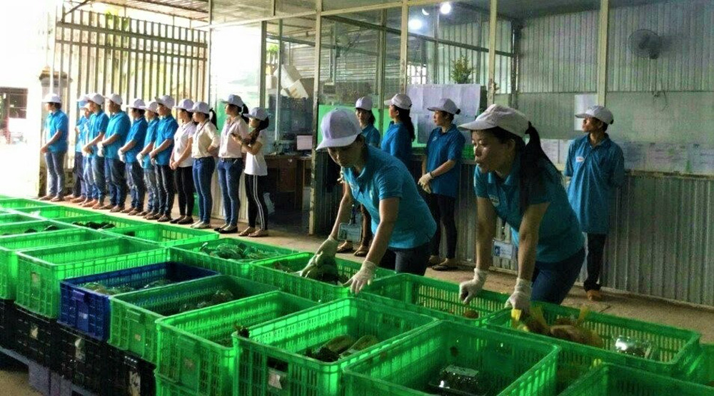 Hợp tác xã Nông nghiệp Tiến Huy, xã Hiệp An, huyện Đức Trọng liên kết với hàng chục nông hộ sản xuất rau các loại, đạt lợi nhuận từ 300 - 500 triệu đồng/ha/năm