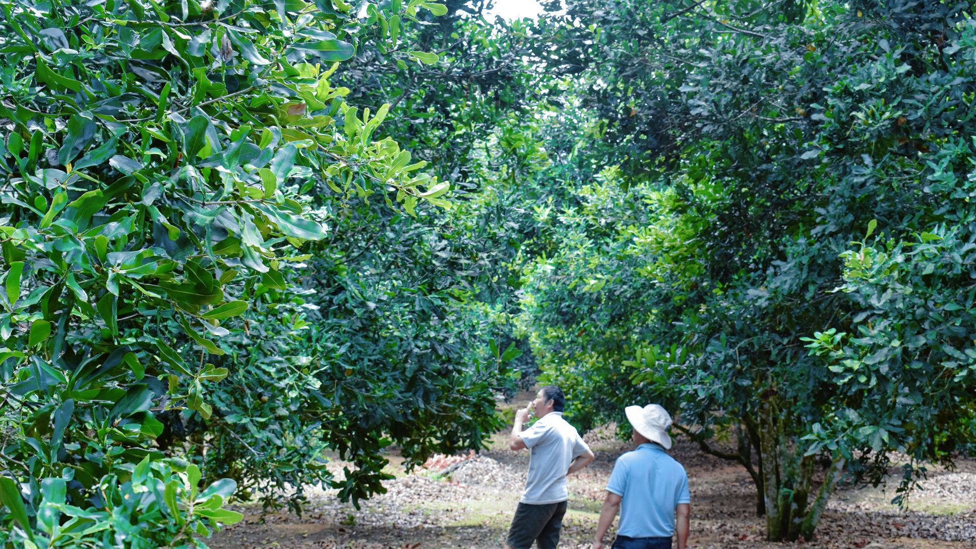 Phát triển diện tích chuyên canh cây mắc ca để tăng độ che phủ rừng ở huyện Đam Rông