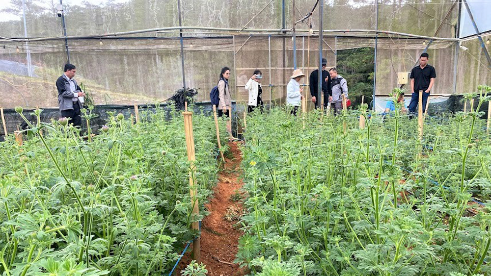 Thanh Tước Farm thực nghiệm và nhân rộng thành công các giống cây lá kiểng đạt giá trị kinh tế cao tại xã Đạ Nhim, huyện Lạc Dương