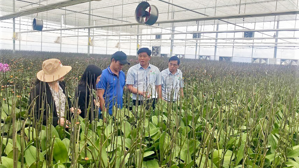 Đầu tư nhà kính hàng tỷ đồng trên mỗi ha trồng lan hồ điệp ở huyện Di Linh 
đạt chất lượng xuất khẩu sang thị trường châu Á