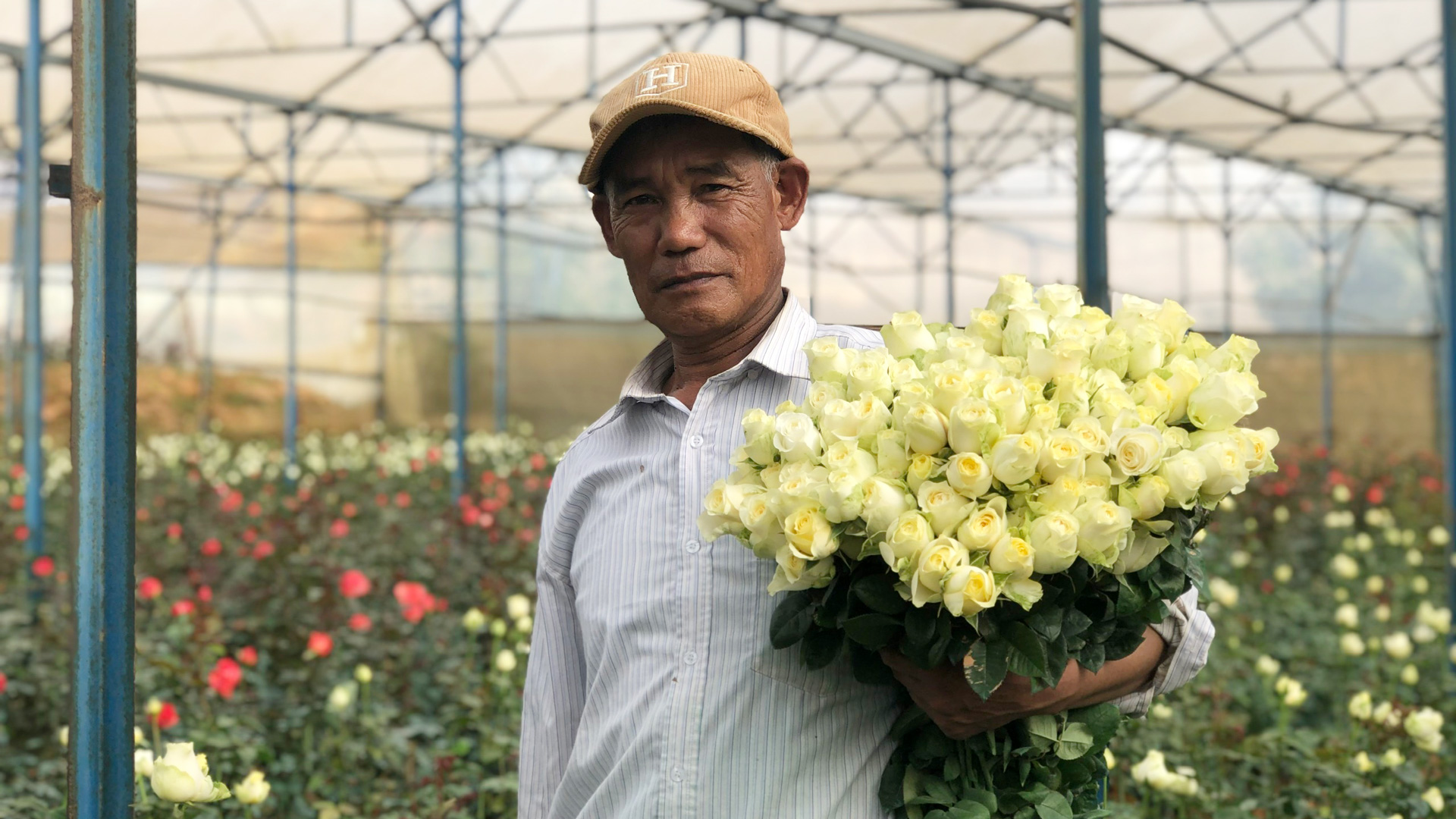 Nông dân liên kết trồng hoa hồng với doanh nghiệp