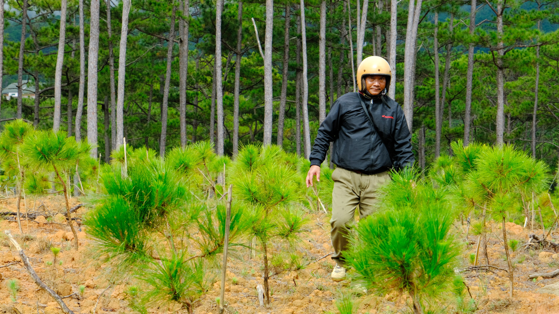 Ðạ Nhim: Tăng cường công tác quản lý, bảo vệ rừng