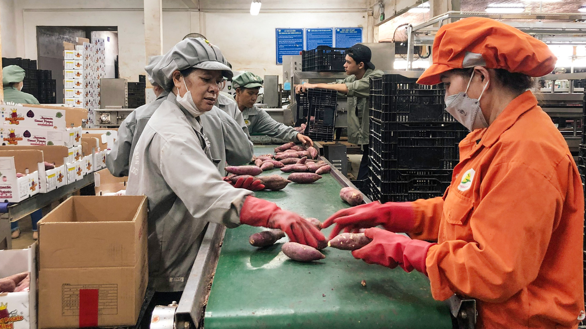 Người lao động đang gấp rút làm việc cho những đơn hàng xuất khẩu nông sản
đầu năm 2024