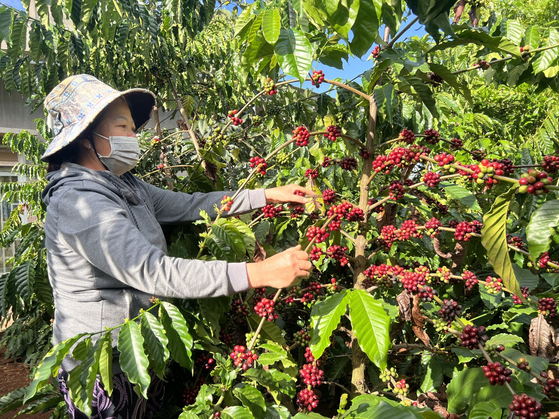 Giá cà phê tăng cao chưa từng có