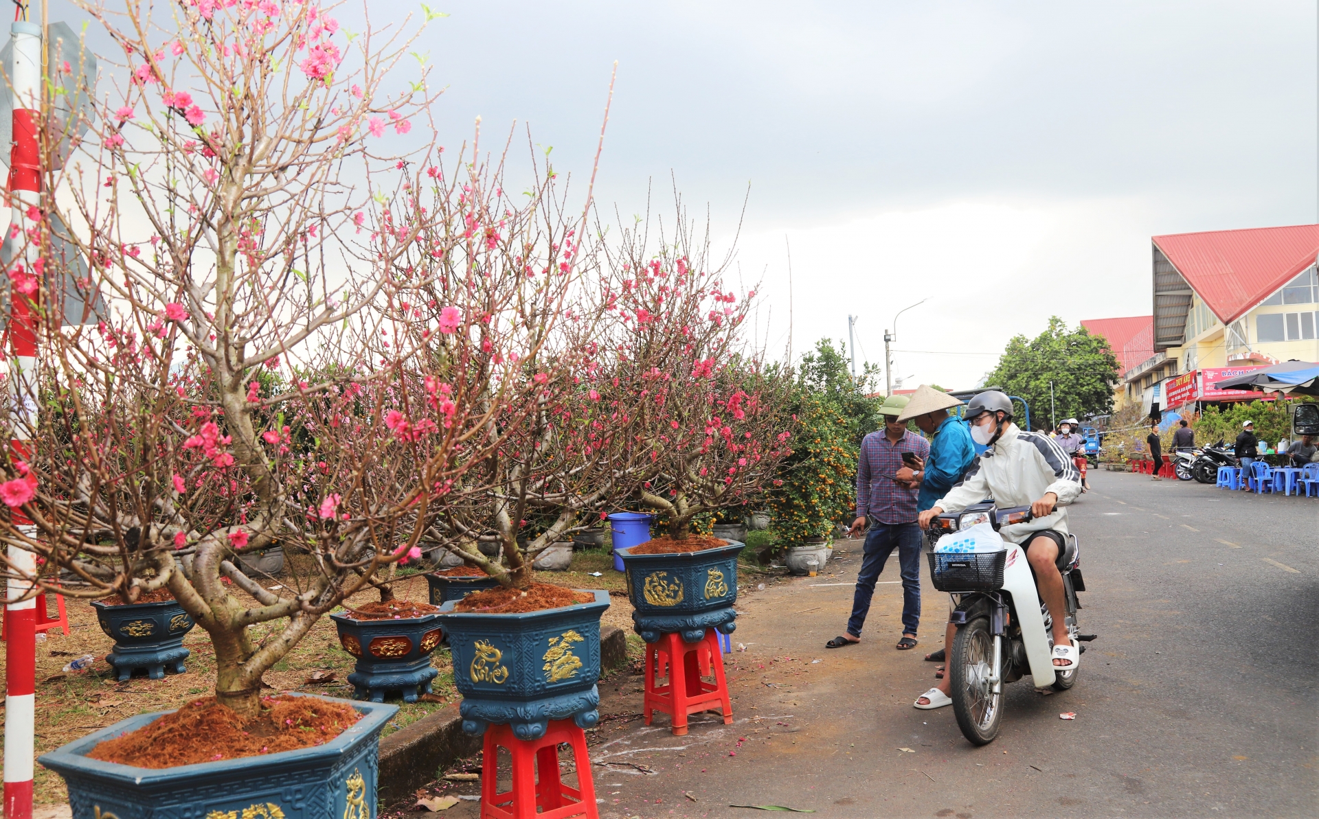 Các loại đào Bắc khoe sắc rực rỡ tại Chợ hoa Xuân Bảo Lộc những ngày cận Tết Nguyên đán Ất Tỵ năm 2025