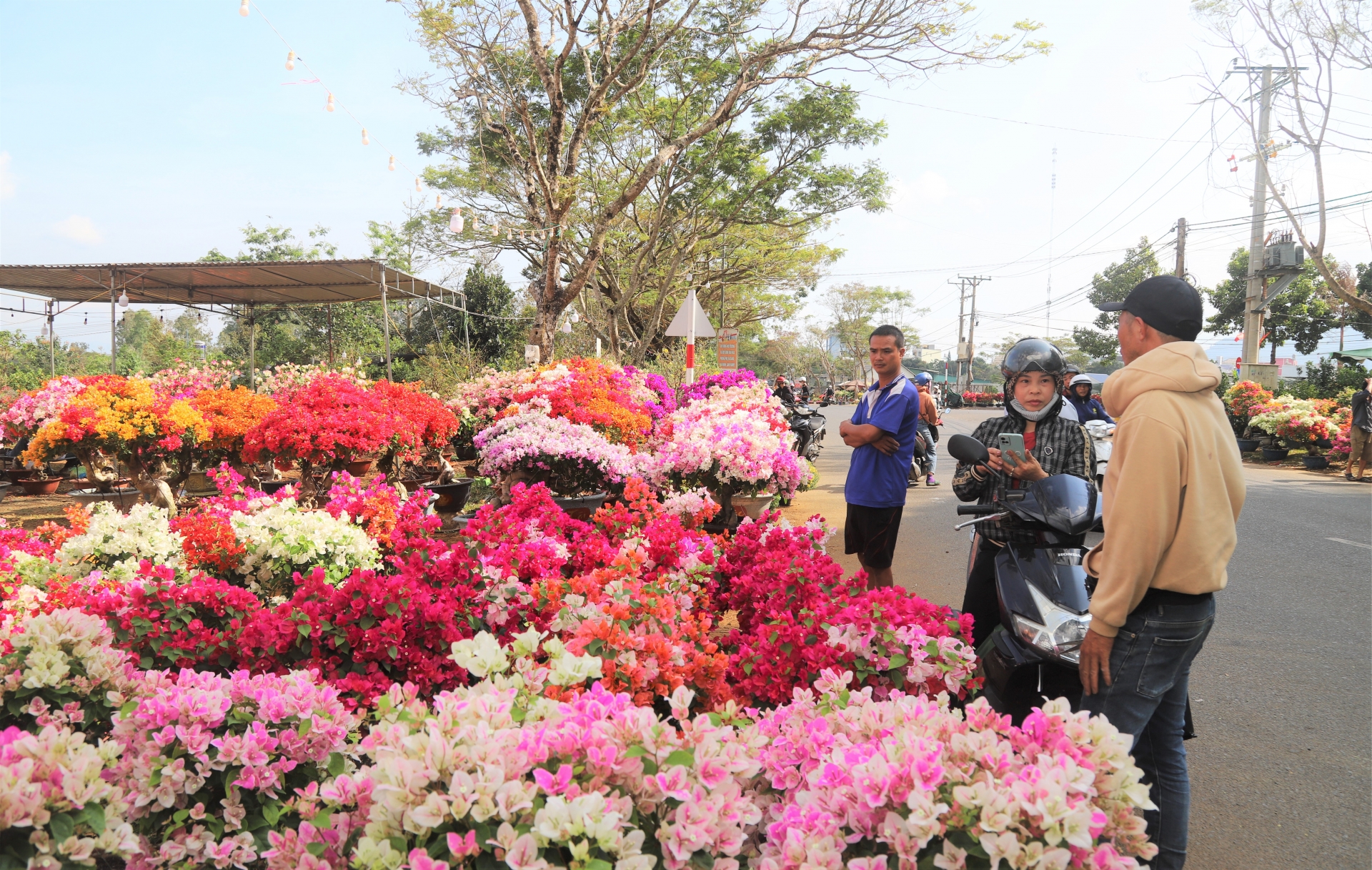 Người dân đến tham quan, mua sắm hoa, cây cảnh chưng Tết tại chợ hoa Xuân Bảo Lộc vào chiều 26 Tết