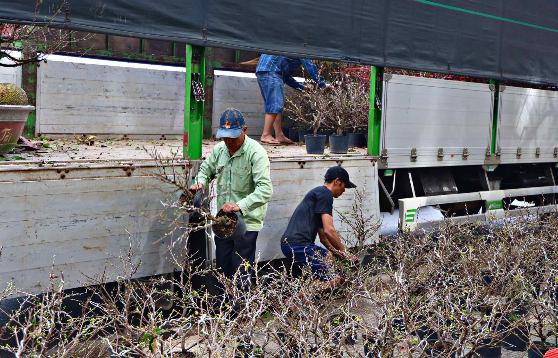 Các loại hoa tết với đa dạng chủng loại tiếp tục được thương lái vận chuyển ra các đường hoa ngày 24 tháng Chạp