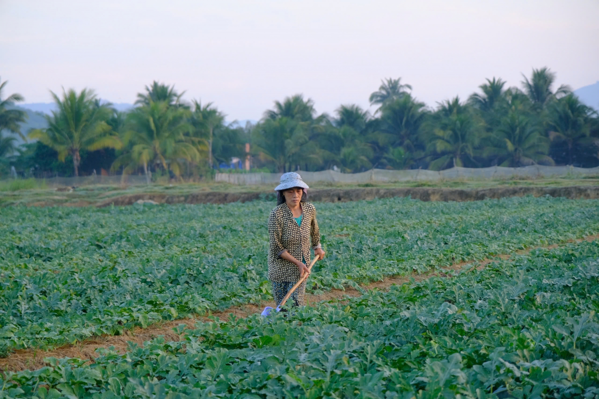 Ngay từ 6h sáng, người dân đã ra đồng tưới dưa