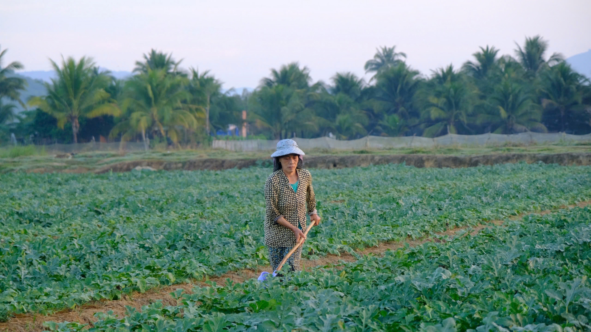 Nông dân Đạ Huoai chăm chút vụ dưa Tết