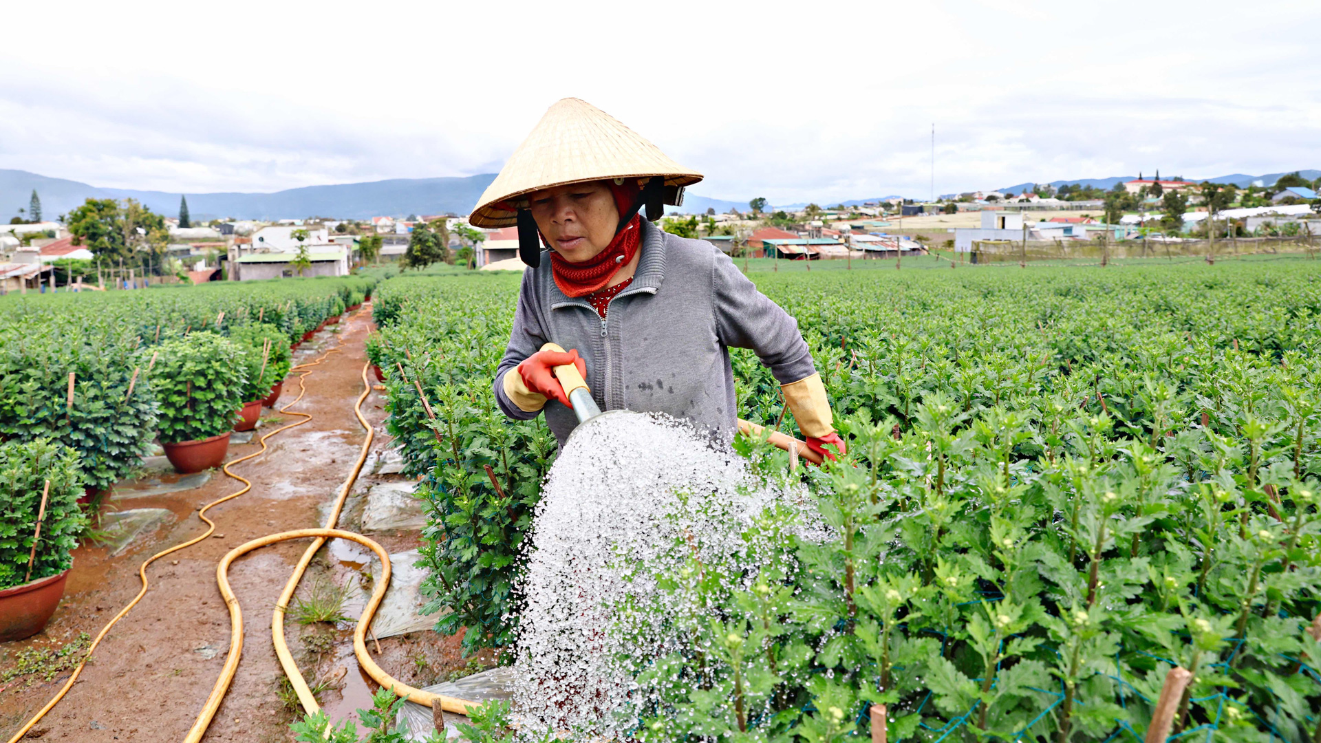 Nông dân cần cẩn trọng kiểm tra, nắm rõ thông tin thương lái trước khi 
giao dịch để giảm bớt rủi ro