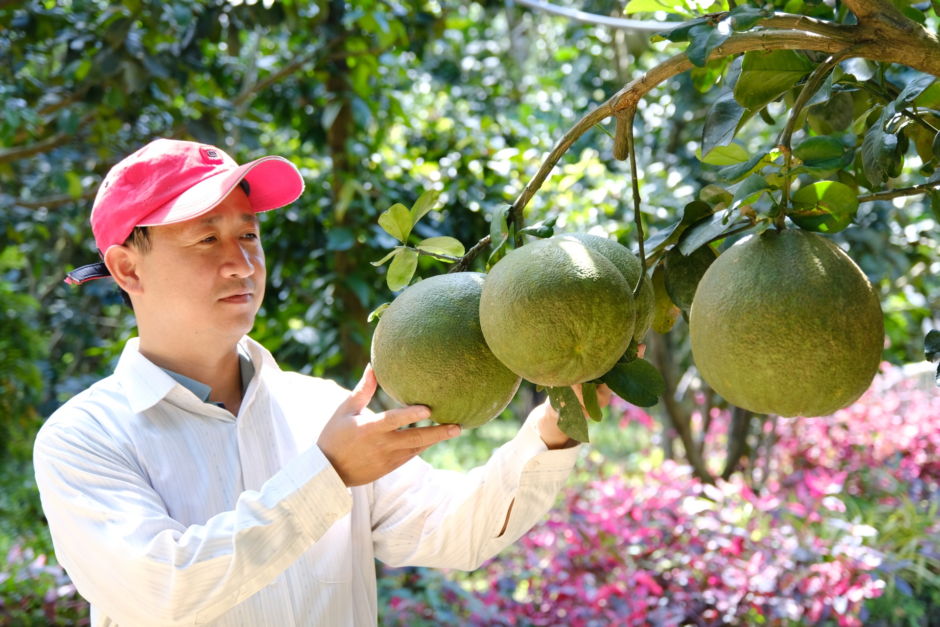 Để chiết xuất được tinh dầu bưởi nguyên chất, theo anh Tuấn, nguyên liệu phải đảm bảo sạch, không phun thuốc hoá học. Đồng thời, khi cắt bưởi, cần chọn những trái đủ chín để bảo đảm chất lượng của tinh dầu
