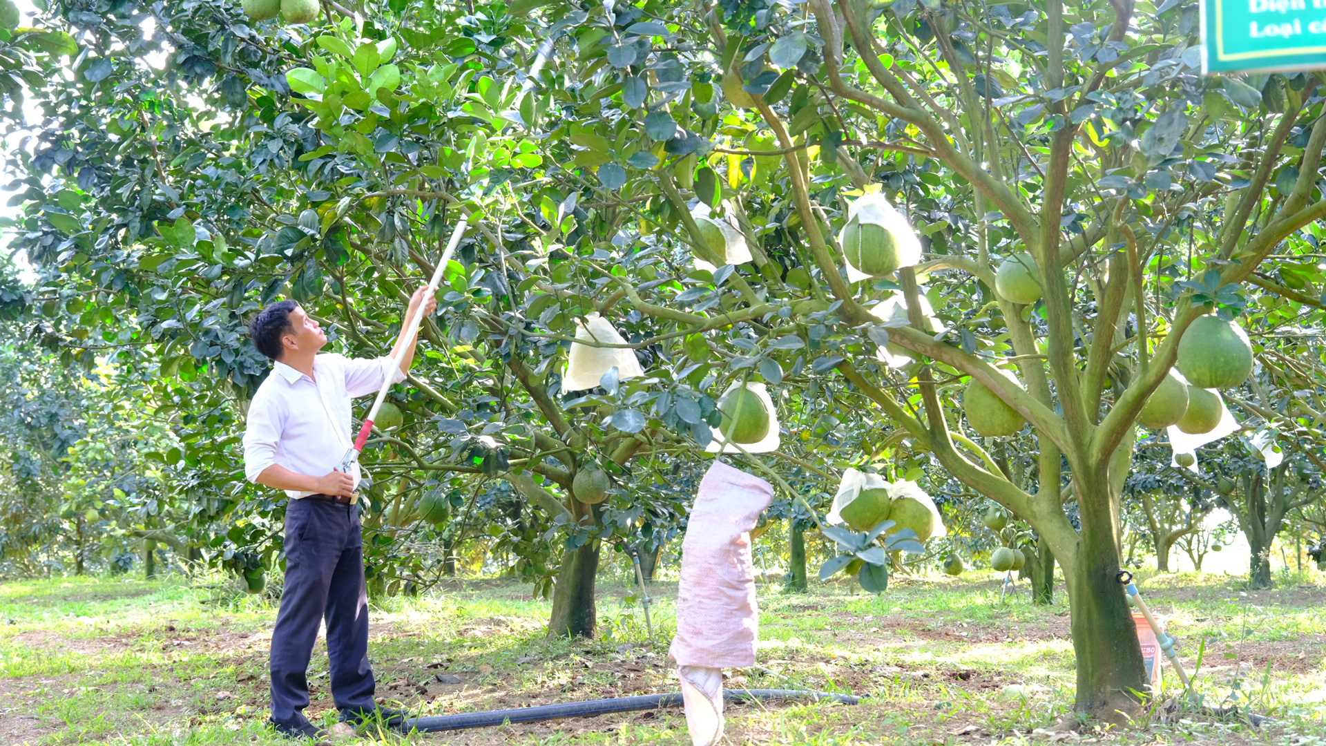 Ðạ Huoai: Chú trọng nâng cao giá trị sản xuất nông nghiệp