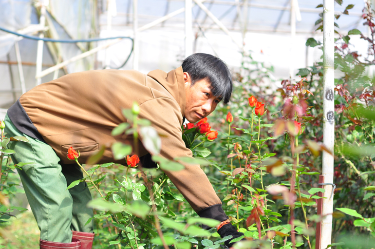 Hơn 1 tuần nay, giá hoa hồng trên địa bàn huyện Lạc Dương liên tục tăng mạnh