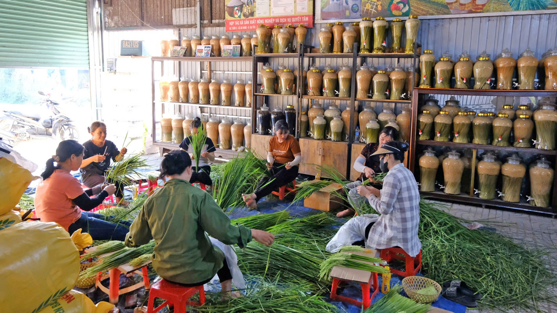 Người dân tách những bông nếp còn ngậm sữa để làm rượu đòng đòng