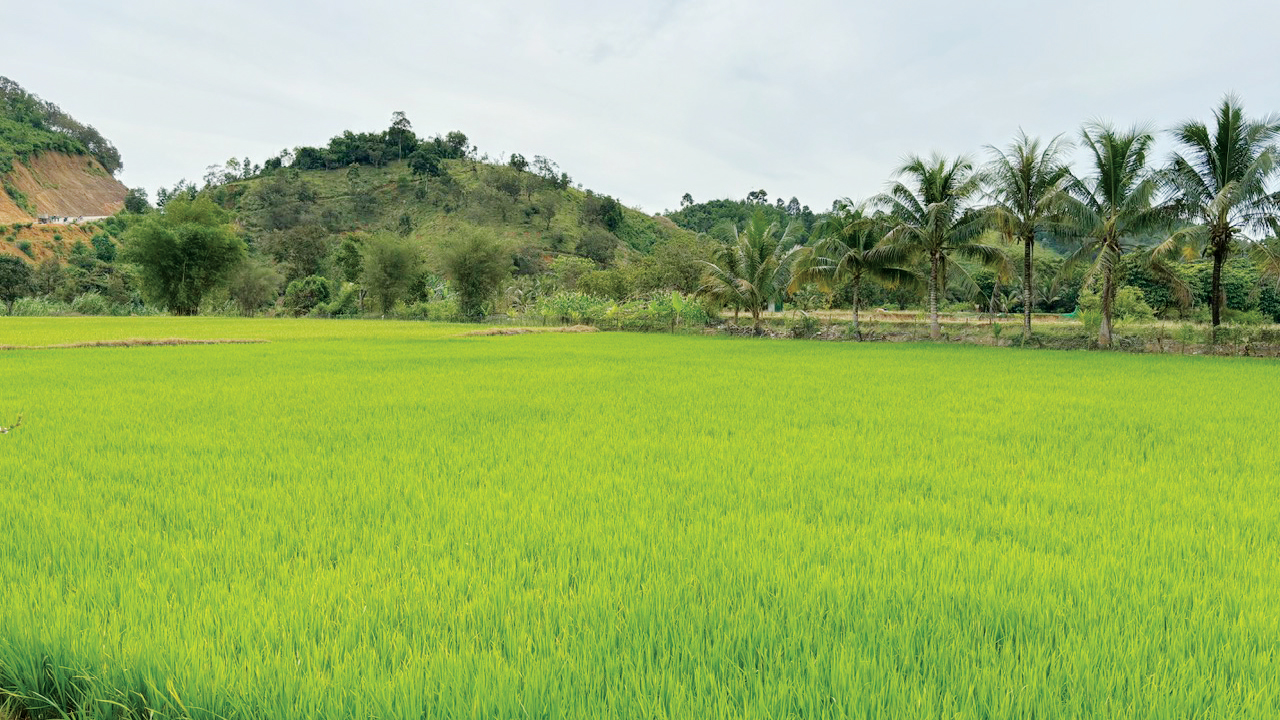 Ruộng lúa nước xanh ngắt của người dân Brun.