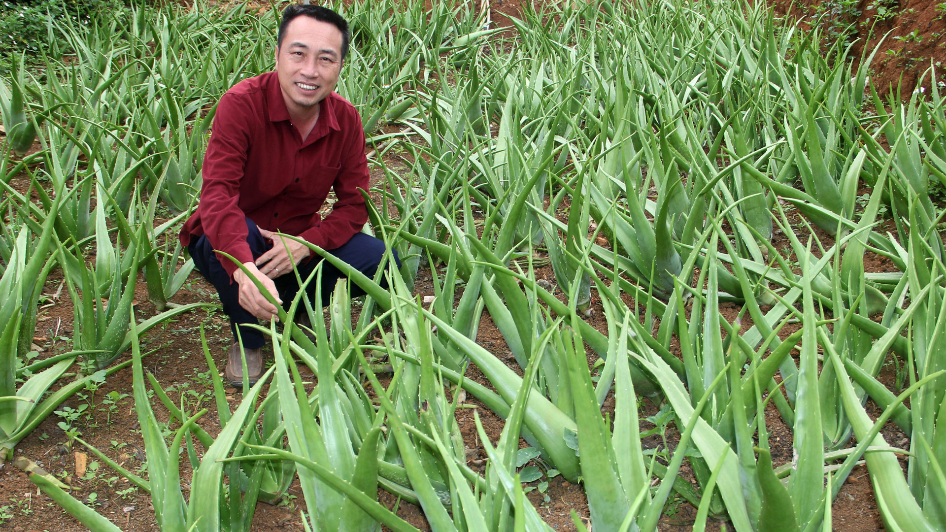 Anh Nguyễn Văn Dung trong vườn nha đam trồng thử nghiệm để sản xuất đưa lên sàn thương mại điện tử