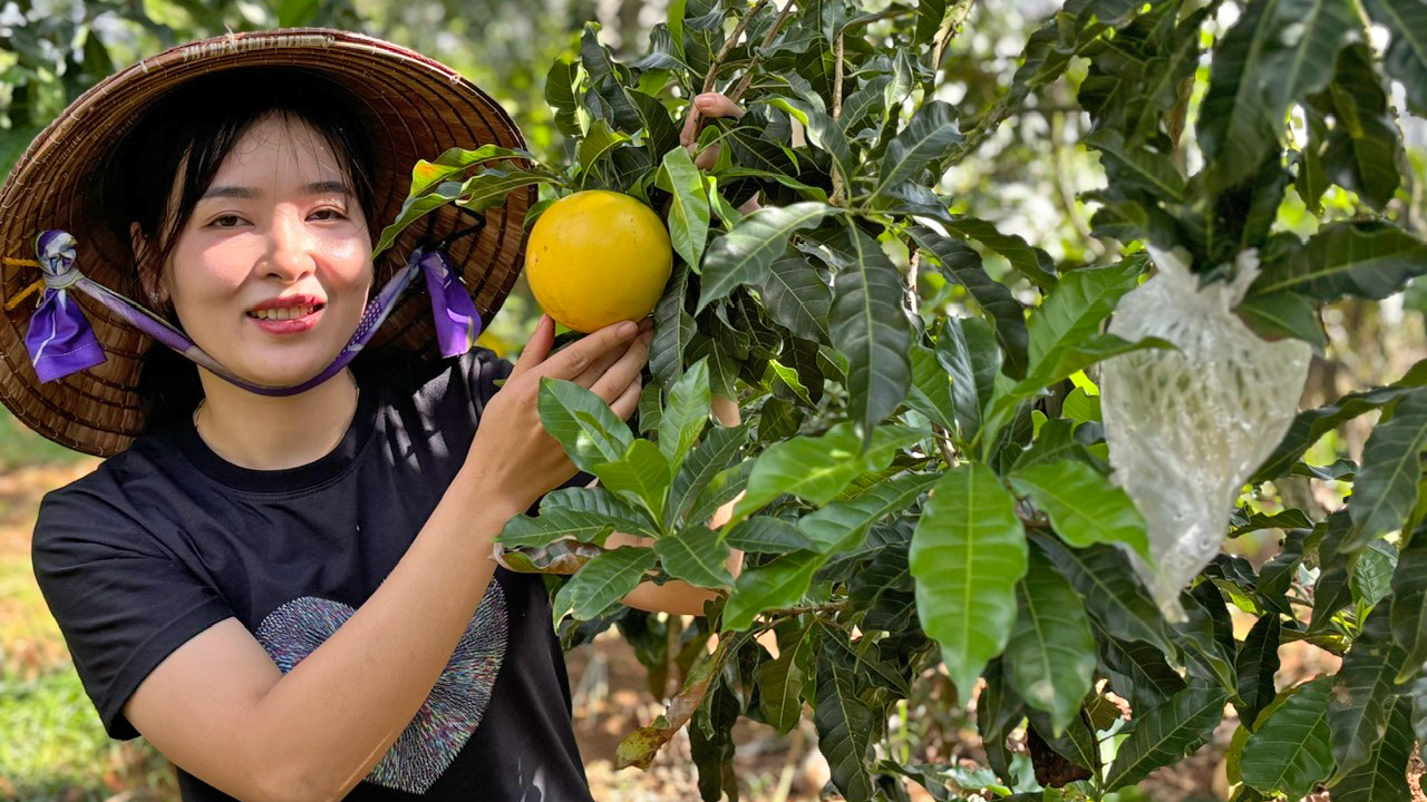 Vườn vú sữa Hoàng Kim vàng rực đất Mê Linh