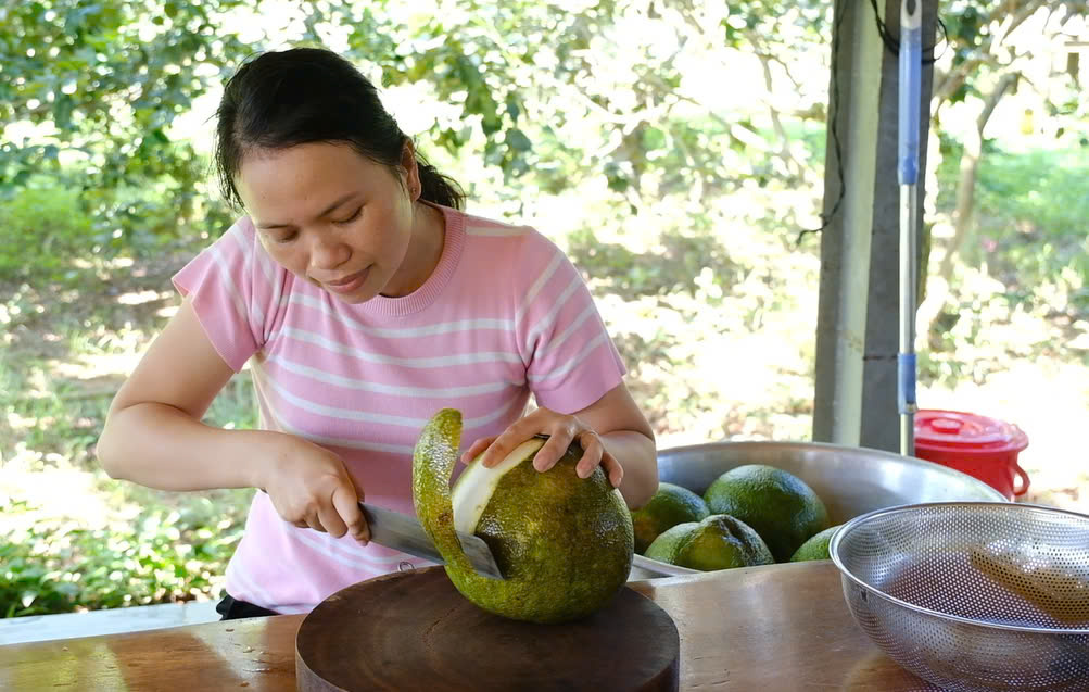 Để làm thành phẩm tinh dầu, vỏ trái trái bưởi là nguyên liệu quyết định