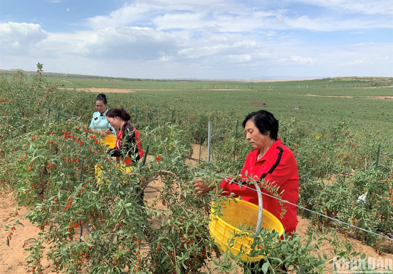 Trung Quốc xác định trọng tâm công tác “tam nông”