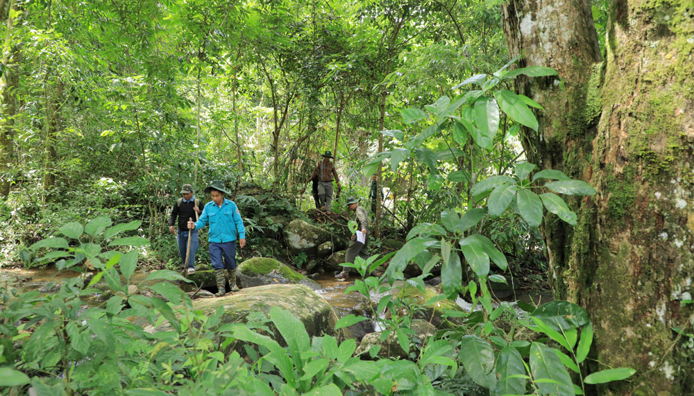 Tiếp tục nâng cao hiệu quả công tác quản lý, bảo vệ rừng