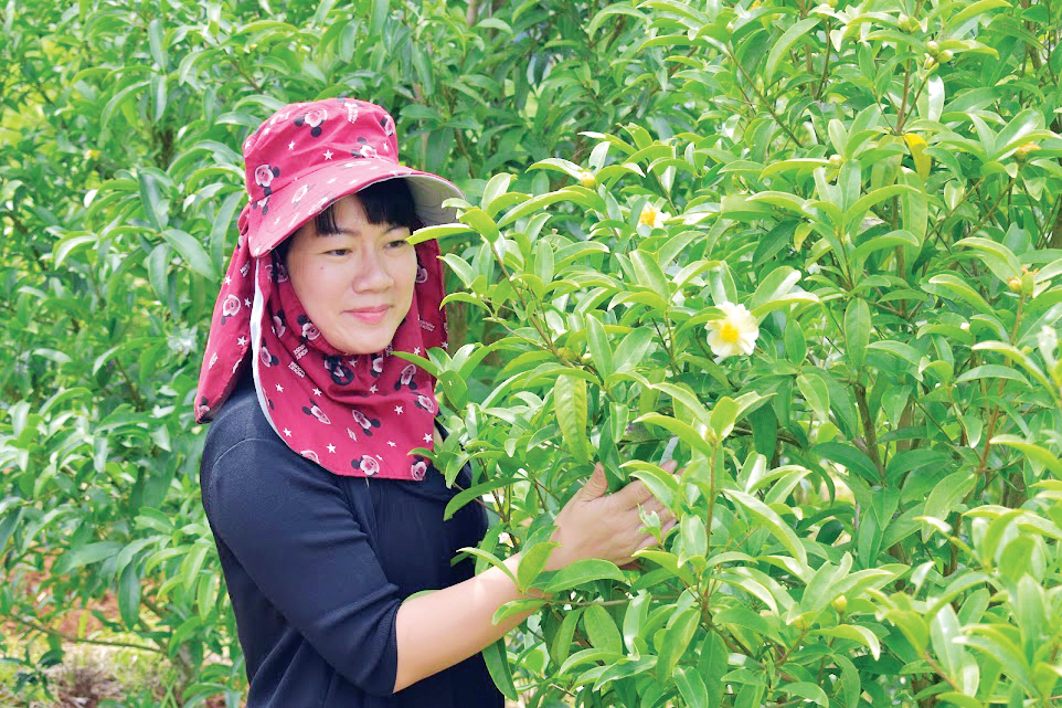 Chủ nhân Lê An Na trong nông trại 7 ha thạch châu “nữ hoàng trà” tại thôn Hang Hớt. 