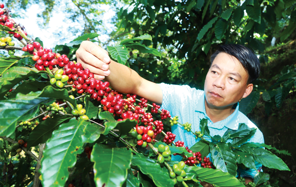 Anh Bùi Thế Gốt kiểm tra độ đường vườn cà phê hữu cơ trước khi thu hoạch đảm bảo 100% quả chín