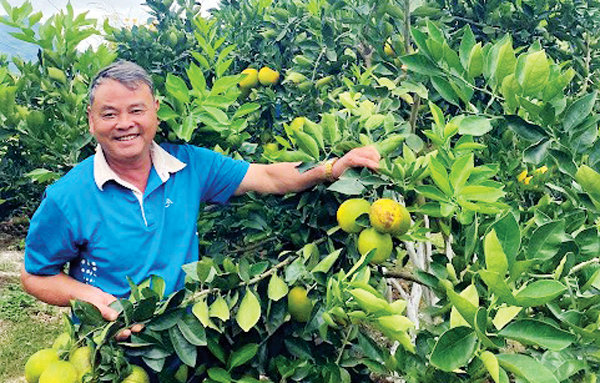 Nhà nông Bùi Xuân Chiến ở xã Đạ Ròn với vườn cam đỏ 2.400 m2 bước sang năm thứ 5 gieo trồng, thu lãi khoảng 300 triệu đồng