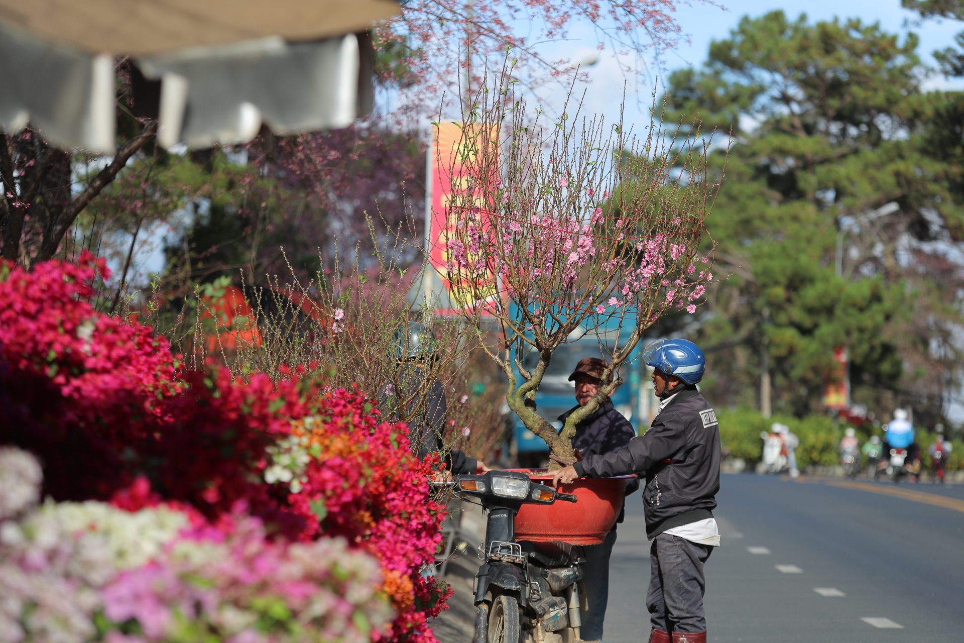 Do ảnh hưởng khó khăn chung nên một số nhà vườn ở Đà Lạt đã chủ động giảm sản lượng, trồng rải vụ để đảm bảo cung ứng cho thị trường hoa Tết và có giá bán tốt nhất.