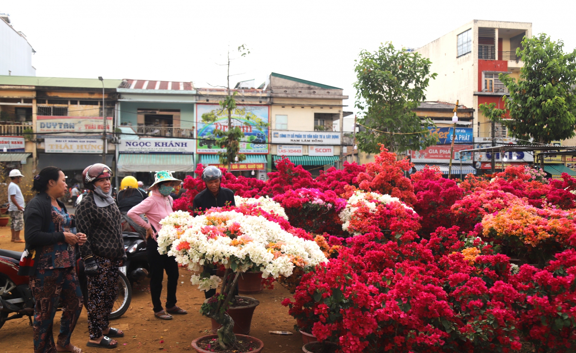 Một góc hoa giấy tràn ngập sắc xuân tại chợ hoa xuân Bảo Lộc