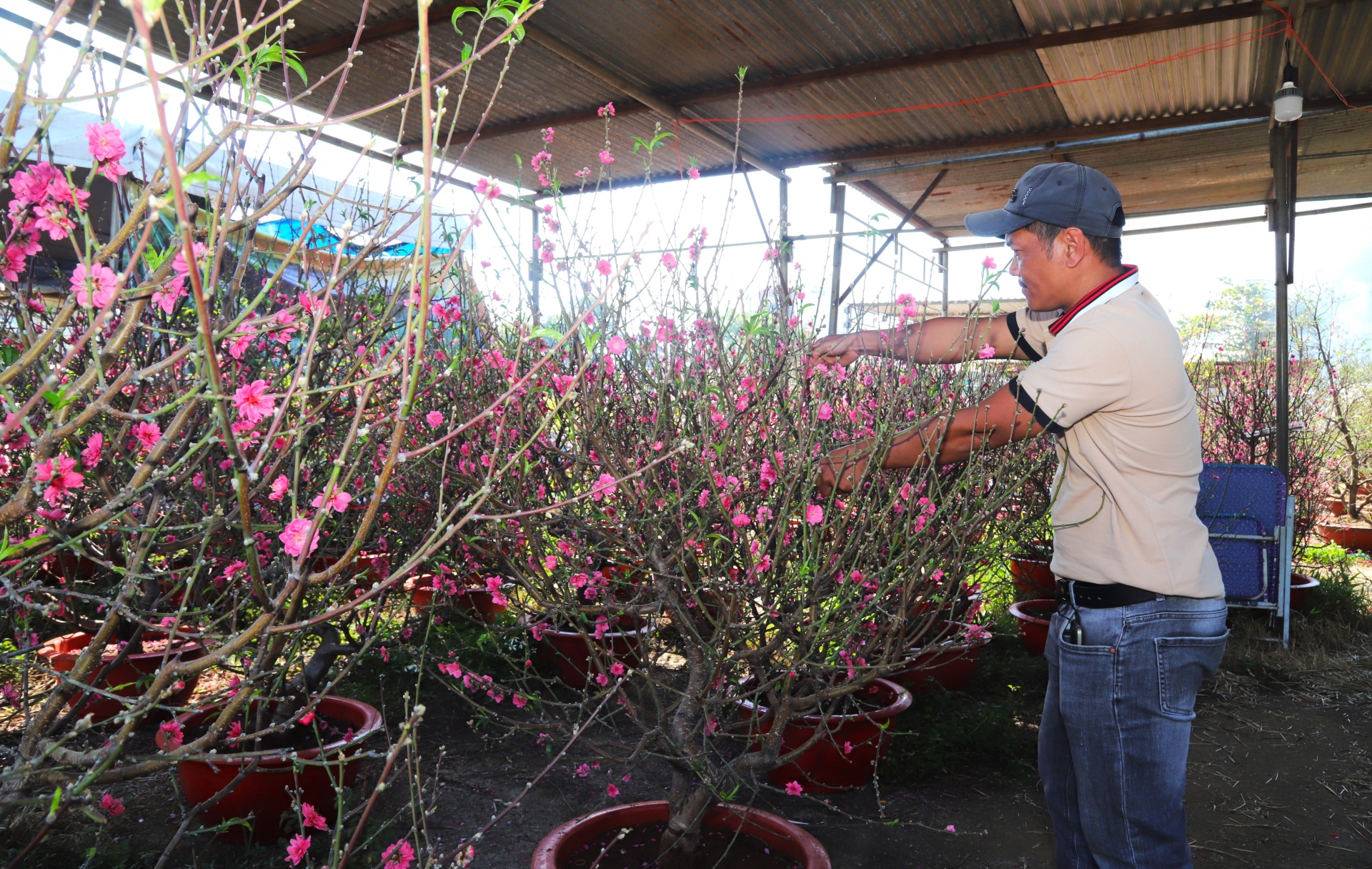 Đào Bắc là một trong những mặt hàng hoa, cây cảnh chưng tết được bày bán nhiều tại các chợ hoa xuân