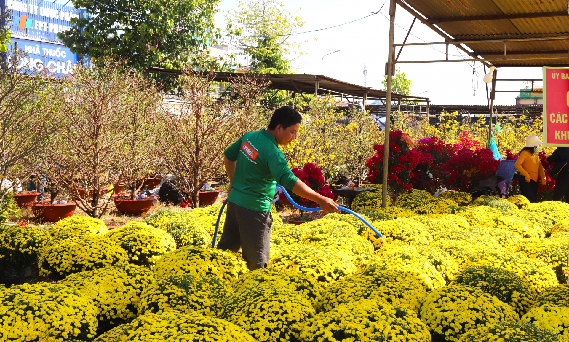 Trời nắng nóng nên những người kinh doanh hoa, cây cảnh thường xuyên phải tưới nước làm mát cho hoa