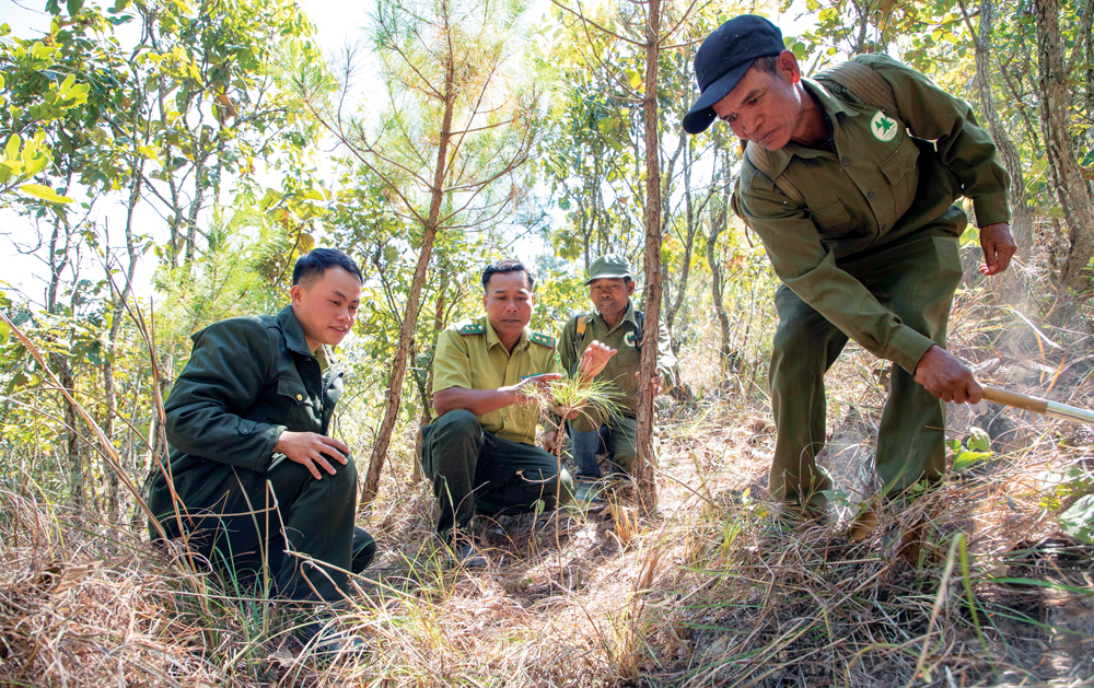 Lực lượng kiểm lâm chăm sóc cây rừng