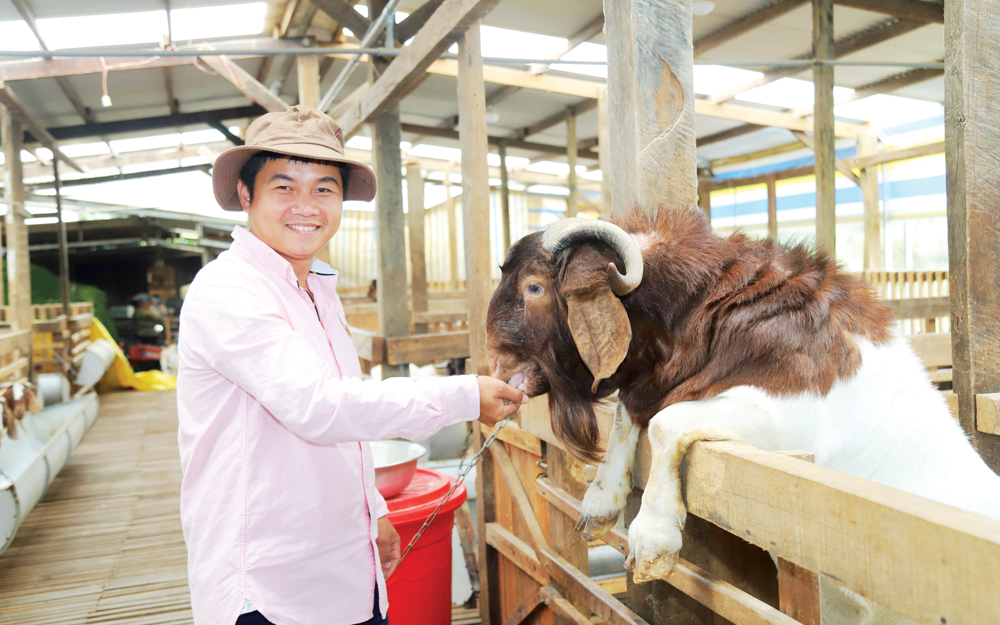 Mô hình nuôi dê công nghệ cao thân thiện với môi trường của anh Vũ Quang Chính mang lại nguồn thu nhập cao