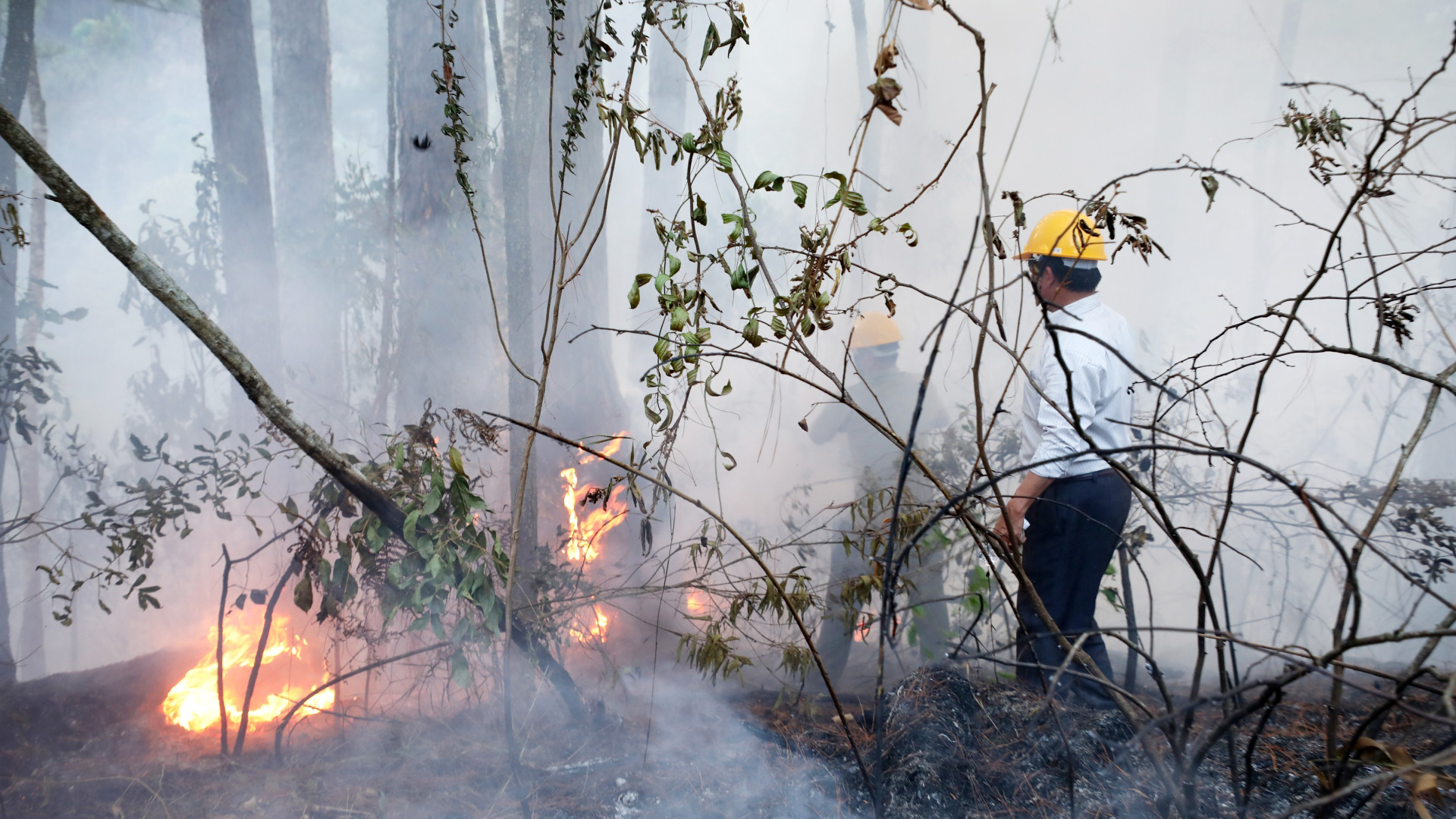 Đà Lạt: Cơ bản khống chế cháy rừng thông thuộc Khu Du lịch quốc gia hồ Tuyền Lâm