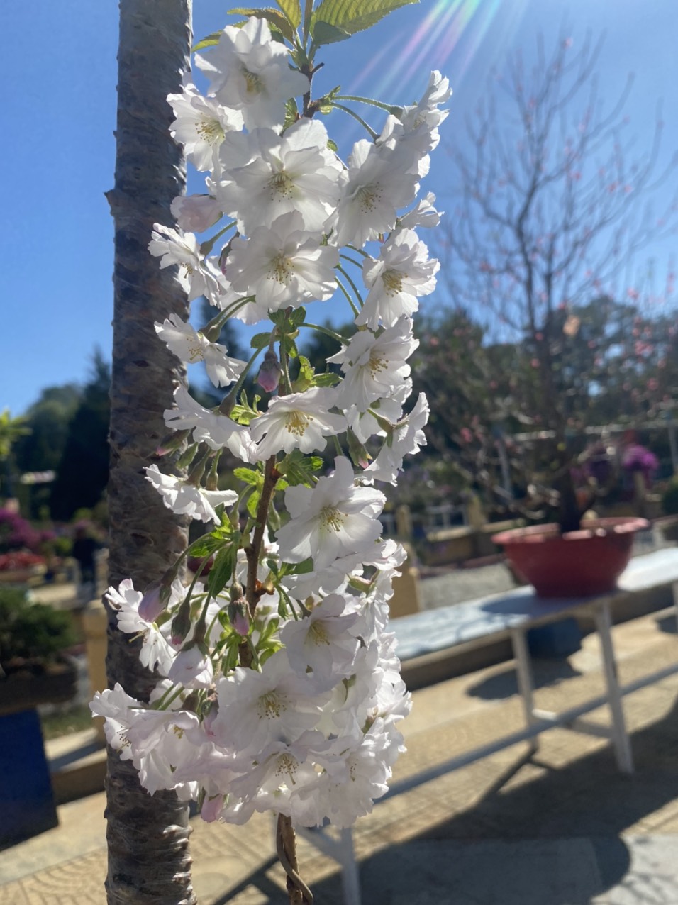 Một cành hoa anh đào Nhật Bản nở hoa dày đặc