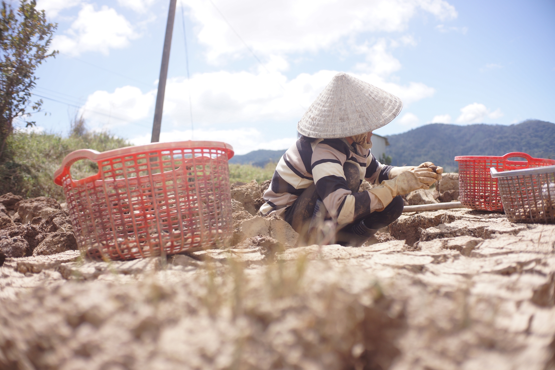 Người dân Churu đang thu hoạch củ năng giữa trưa nắng gắt