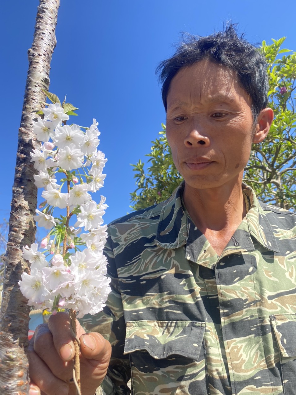 Sau mười năm nghiên cứu, Vườn đào Toàn ở xã Hiệp An, Đức Trọng dự kiến sản xuất 500 cây anh đào Nhật bản ghép cung cấp thu nhu cầu khách hàng trong năm 2024