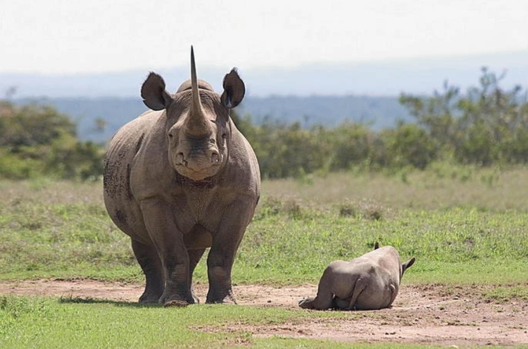 Kenya tiếp tục nỗ lực bảo tồn loài tê giác đen "cực kỳ nguy cấp"