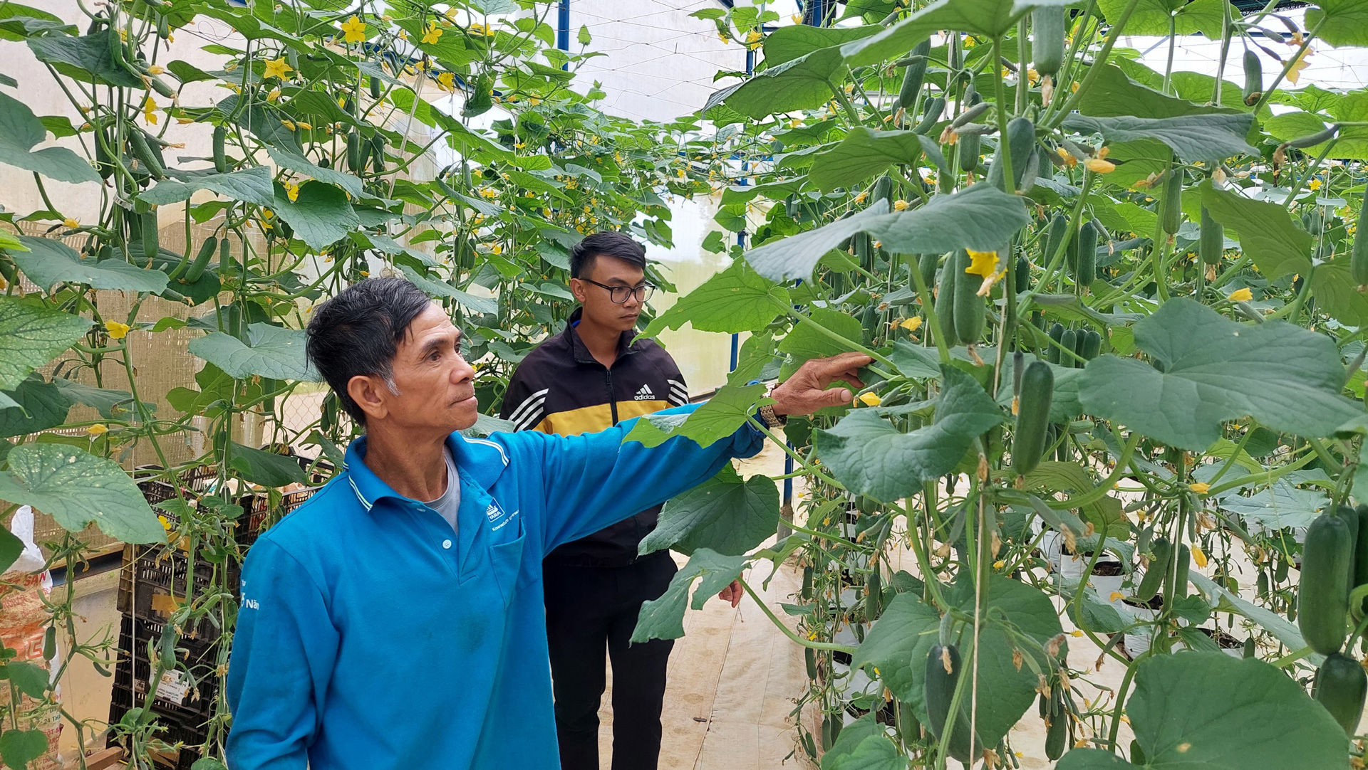 Mô hình nông nghiệp công nghệ cao của người dân Đà Loan