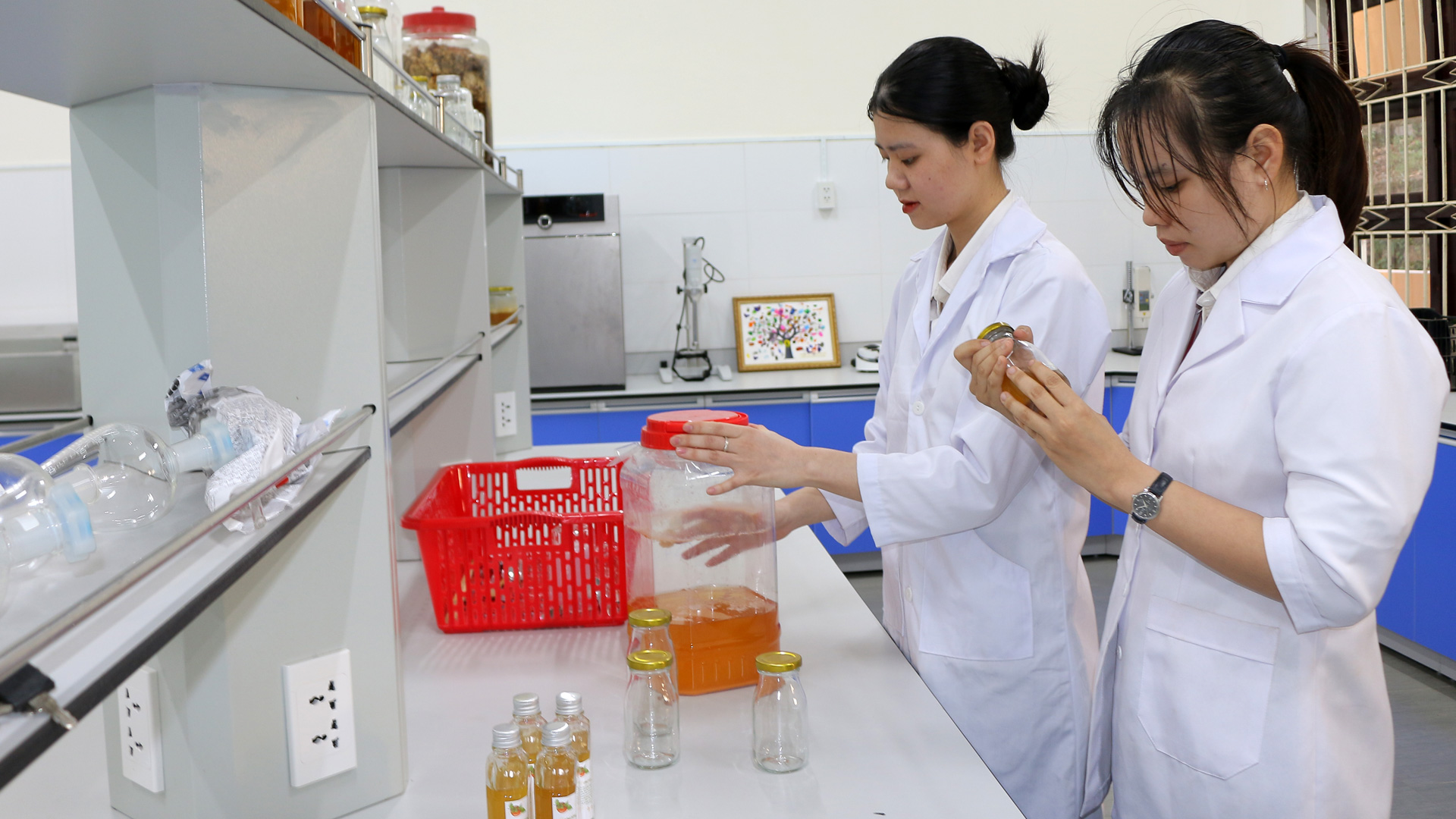 Quá trình lên men giấm hồng được Kim Dung và Lan Chi thực hiện tỉ mỉ