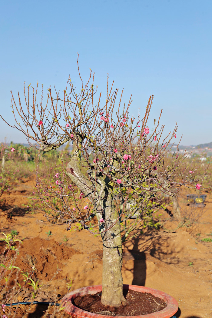 Nhiều người dân huyện Lâm Hà còn giữ được nét đẹp truyền thống của nghề trồng hoa đào lâu đời từ làng đào Nhật Tân ngay trên vùng quê mới