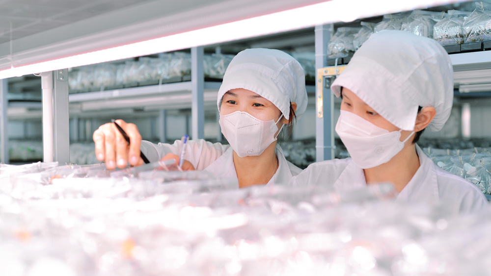 Lâm Đồng là địa phương đi đầu trong công nghệ nuôi cấy mô (invitro) sản xuất giống cây trồng phục vụ sản xuất. Ảnh: Ngọc Ngà