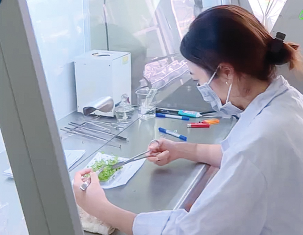 Lâm Đồng đi đầu cả nước trong công nghệ nhân giống cây trồng bằng phương pháp nuôi cấy mô