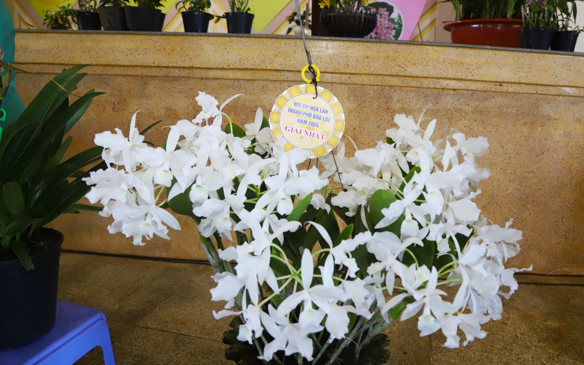 Các tác phẩm đạt giải nhất tại Hội thi hoa lan TP Bảo Lộc với chủ đề Sắc màu hoa lan Việt Nam