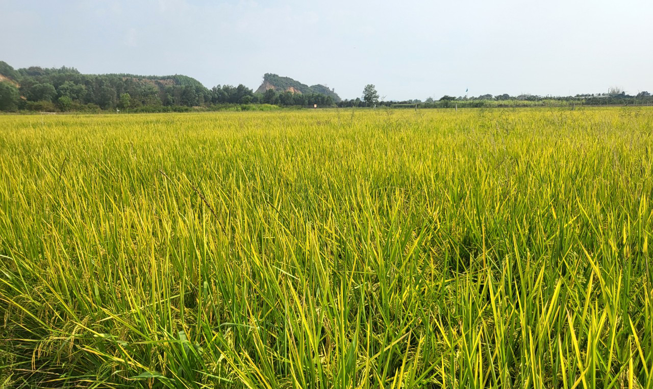 Nhờ chủ động được nguồn nước, nên vụ lúa Đông - Xuân tại huyện Cát Tiên đạt năng suất cao