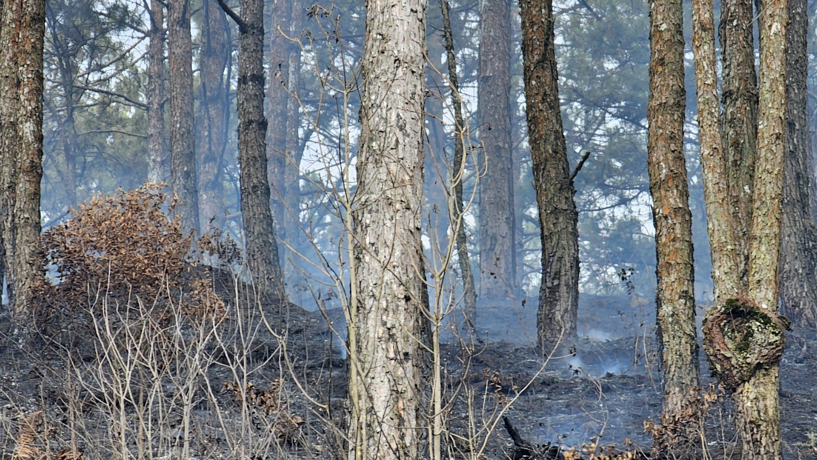 Cháy rừng thông 3 lá ở Đà Lạt