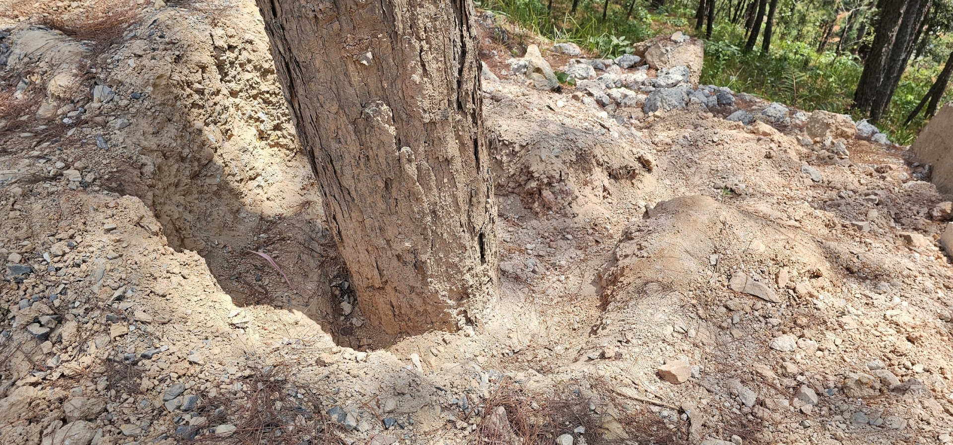 Cần sớm giải cứu cây rừng bị đất đá, vật liệu xây dựng lấp gốc dọc đèo Prenn