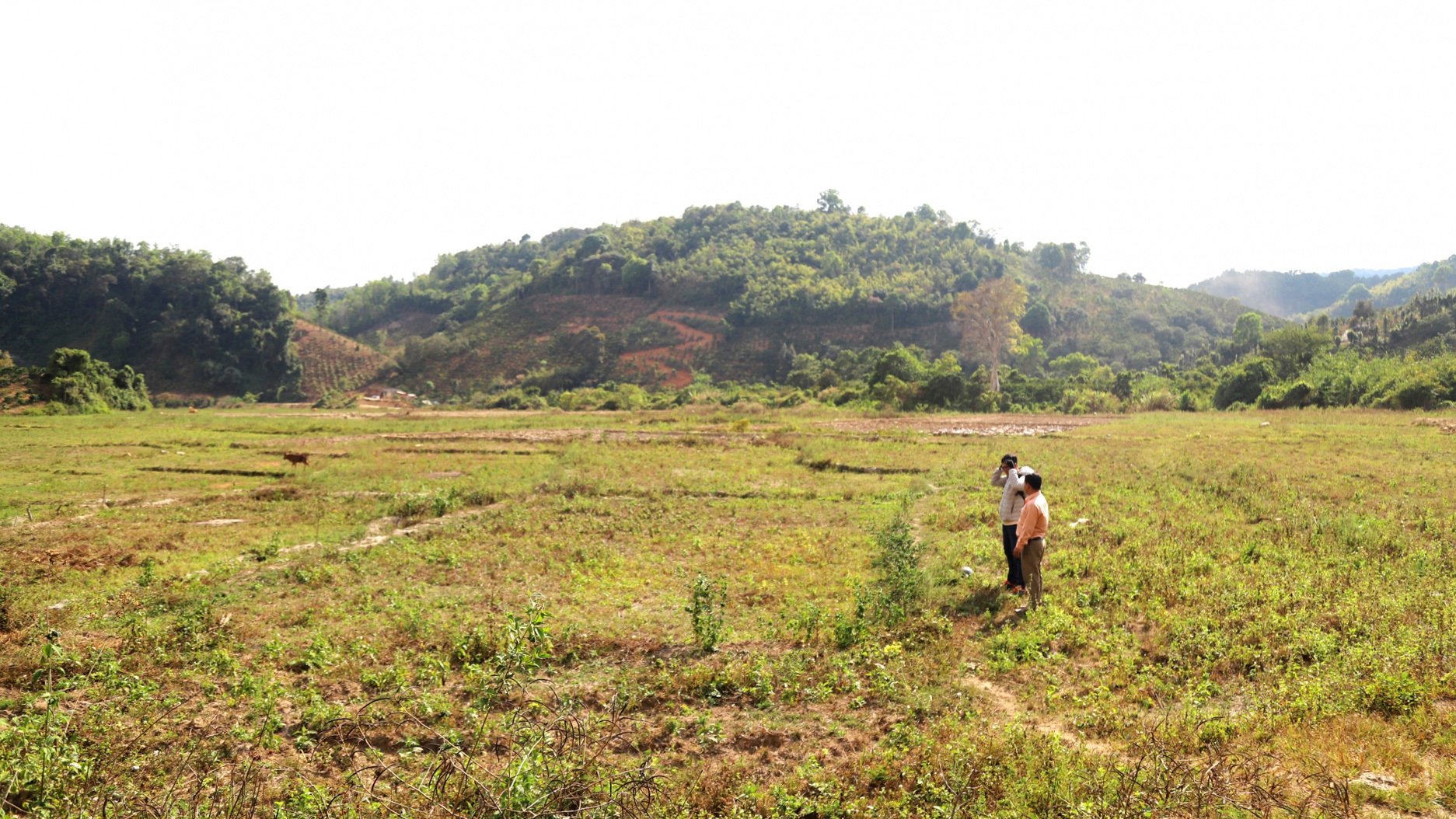 Hơn 40 ha đất sản xuất lúa nước tại xã Sơn Điền phải bỏ hoang vì thiếu nước do hạn hán