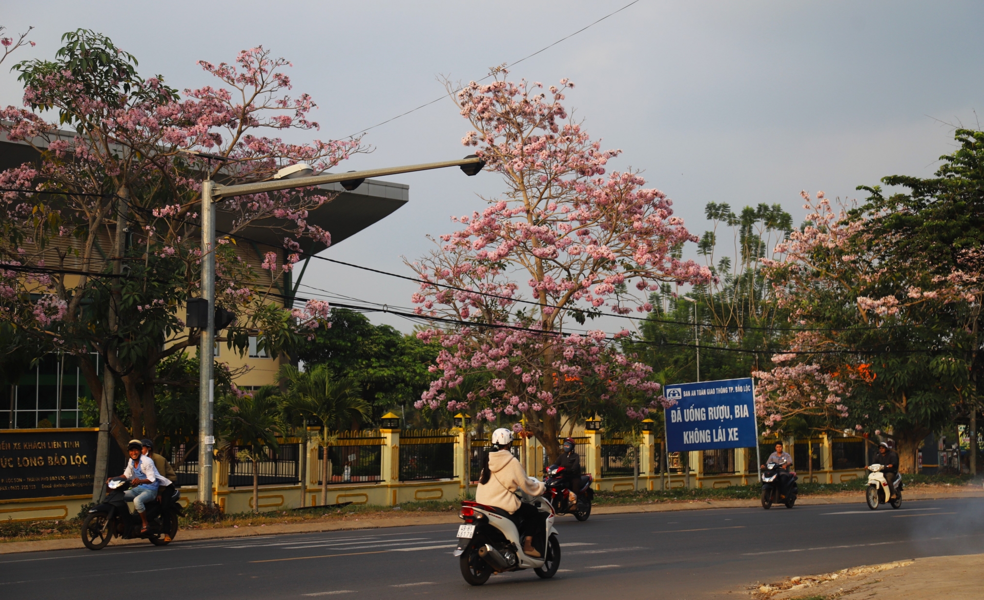Hồng phấn bung nở tuyệt đẹp trên Quốc lộ 20, đoạn qua bến xe Đức Long (phường Lộc Sơn, TP Bảo Lộc)
